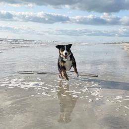 Bradley - Appenzeller Sennenhund