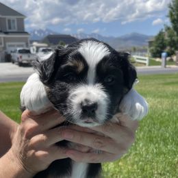 Girl 4 - Australian Shepherd puppy in Eagle Mountain, Utah from Golden Oak Gypsy