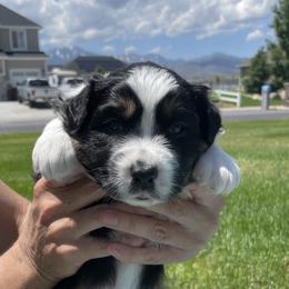 Girl 4 - Australian Shepherd puppy in Eagle Mountain, Utah from Golden Oak Gypsy