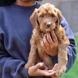 Brown Legacy - Red  female Goldendoodle puppy in Chicago, Illinois from Dos&CoKennels