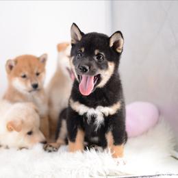 Hato -FULL AKC REGISTRATION- - Black and tan male Shiba Inu puppy in Neosho, Missouri from Kenny Cave K9s