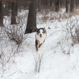 Australian Shepherd All Grown Up from TX Wild Heart Aussies