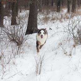 Australian Shepherd All Grown Up from TX Wild Heart Aussies