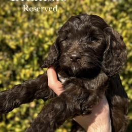 Bramble - Brown male Cockapoo puppy in Claremont, North Carolina from Magnolia Grove Farms