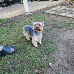 Asia - Black and gold female Yorkshire Terrier puppy in Portland, Oregon from Mama & I Yorkshire's
