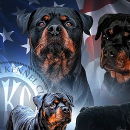 Rottweilers from Von Haus Roman Rottweilers
