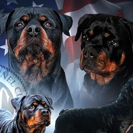 Rottweilers from Von Haus Roman Rottweilers