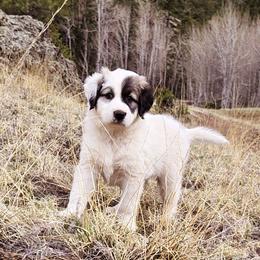 Oat - Badger male Colorado Mountain Dog puppy in Cotopaxi, Colorado from Waterloo Mountain Farm