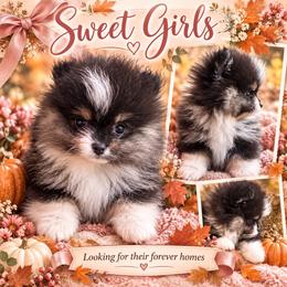 Tiny tricolor - Tri-colored female Pomeranian puppy in Sonora, California from NorCal Pomeranians