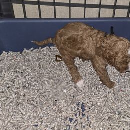Goldendoodle and Labrador Retriever Puppies from Sagebrush Labradors and Doodles