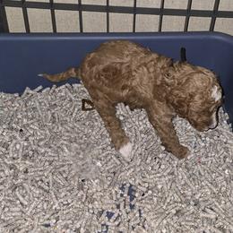Goldendoodle and Labrador Retriever Puppies from Sagebrush Labradors and Doodles