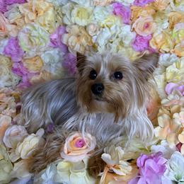 Sushi - Yorkshire Terrier