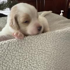Orange - White and brown female Saint Berdoodle puppy in Walbridge, Ohio from Jeff's St Berdoodles