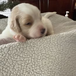 Orange - White and brown female Saint Berdoodle puppy in Walbridge, Ohio from Jeff's St Berdoodles