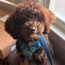 Rocky - Phantom male Poodle puppy in Lathrop, California from Stellar Poodles