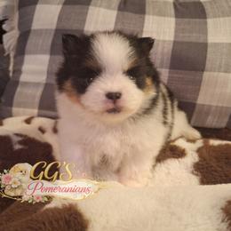 Gemini - Black parti male Pomeranian puppy in Oologah, Oklahoma from GG's Pomeranians