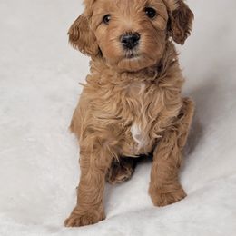Goldendoodle Puppies from Lake Village Doodles