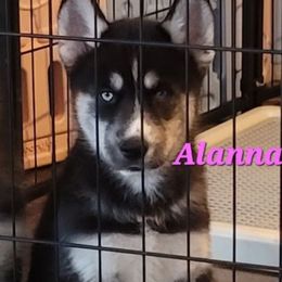 Alanna - Agouti and white female Siberian Husky puppy in Meridian, Mississippi from JJ's Huskies