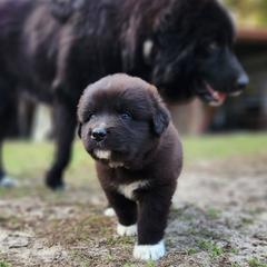 Colorado Mountain Dog Puppies from Victory Family Farm