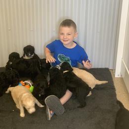 Goldendoodle and Sheepadoodle Puppies from The Farms Precious Doodles