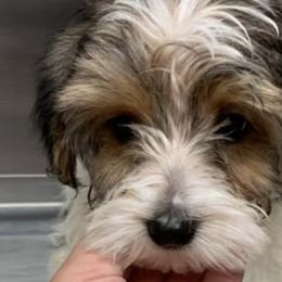 Morkies and Yorkshire Terriers from Happy Knoll’s Yorkies and Morkies