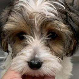 Morkies and Yorkshire Terriers from Happy Knoll’s Yorkies and Morkies