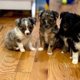 Miniature Australian Shepherd puppies from Carter's Cuties