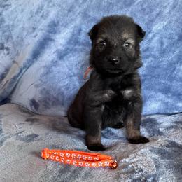 Dezik - Sable male German Shepherd puppy in New Cambria, Missouri from Des Hausraben Shepherds