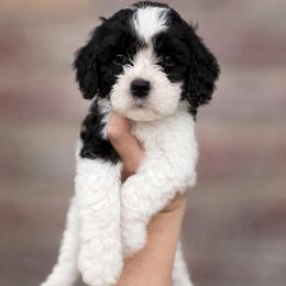 Riley - Black and white female Cavapoo puppy in Roseville, California from Lipscomb Doodles