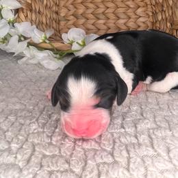 Kelly - Black white and tan female English Springer Spaniel puppy in Swainsboro, Georgia from Sweet Georgia Springers