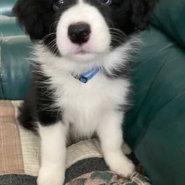 Border Collie Puppies from Christine's Border Collies