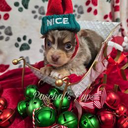 Toffee - Merle male Chihuahua puppy in Bowdon, Georgia from Paschal's Pups