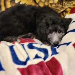 Goldendoodle Puppies from Country Pups Doodles