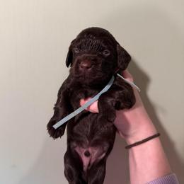 Teal - Liver male Boykin Spaniel puppy in Northport, Alabama from Blue Creek Boykins