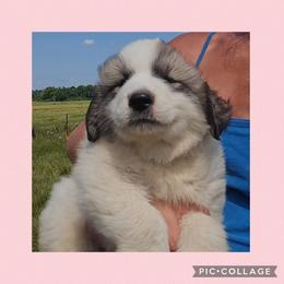 Light pink collar - White and badger female Great Pyrenees puppy in Mikado, Michigan from Brittain Family Farm