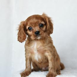Teddy - Ruby male Cavalier King Charles Spaniel puppy in Lawton, Oklahoma from Lindsey’s Cavies
