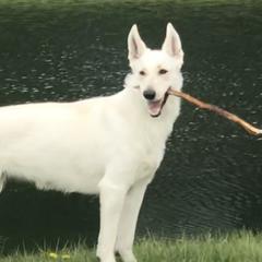 Wonder - White Shepherd