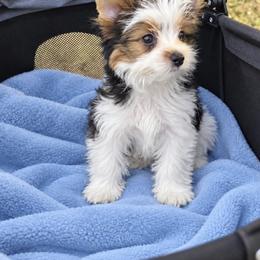 Jack 3000 - Black tan and white male Biewer Terrier puppy in Temecula, California from Biewer & Maltese Puppies