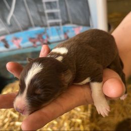 Red tri boy - White and red female Border Collie puppy in Grapeview, Washington from Athena’s Collies