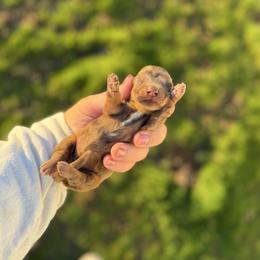 Millie - Dapple female Dachshund puppy in Mc Alester, Ok, Oklahoma from New Hope Miniature Dachshunds