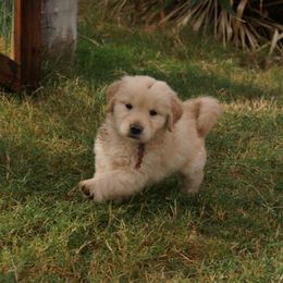 Golden Retriever Puppies from Little Bitta Luck Farms