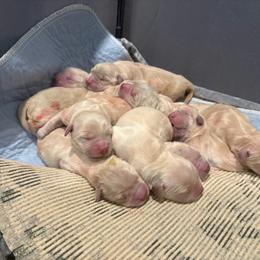 Female 3 - Golden female Golden Retriever puppy in Menifee, California from The Golden Leash Kennels