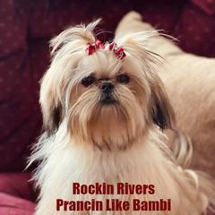 Maltese from Rockin Rivers AKC Maltese & Malshi's