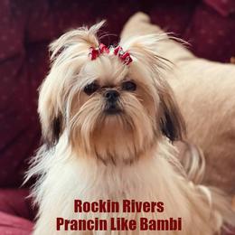 Maltese from Rockin Rivers AKC Maltese & Malshi's