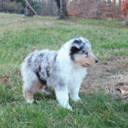 Collie Puppies from Candace Ardizzone's Collies