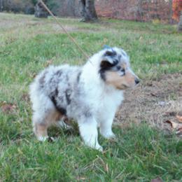 Collie Puppies from Candace Ardizzone's Collies