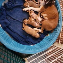 Pet male - Fawn male Boxer puppy in Toledo, Ohio from Julie Wilmore Olympic Boxers