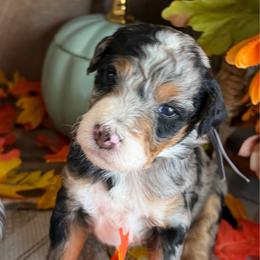Aspen - Merle female Bernedoodle puppy in Gilbert, Arizona from The Berne Barn... it’s a Doodle thing!