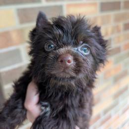 Tango - Liver male Yorkshire Terrier puppy in Gaylesville, Alabama from Sweet Alabama Yorkies