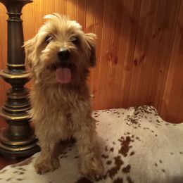 Dusty - Yorkshire Terrier